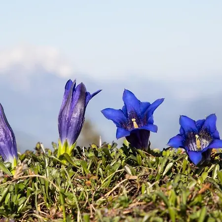 شقة Haus Monika فيلدشوناو